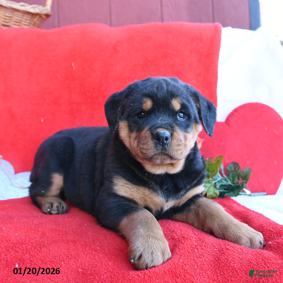 Rottweiler dogs Roxy - Ad 1