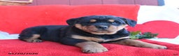 Rottweiler dogs for sale: Roxy - Ad 1