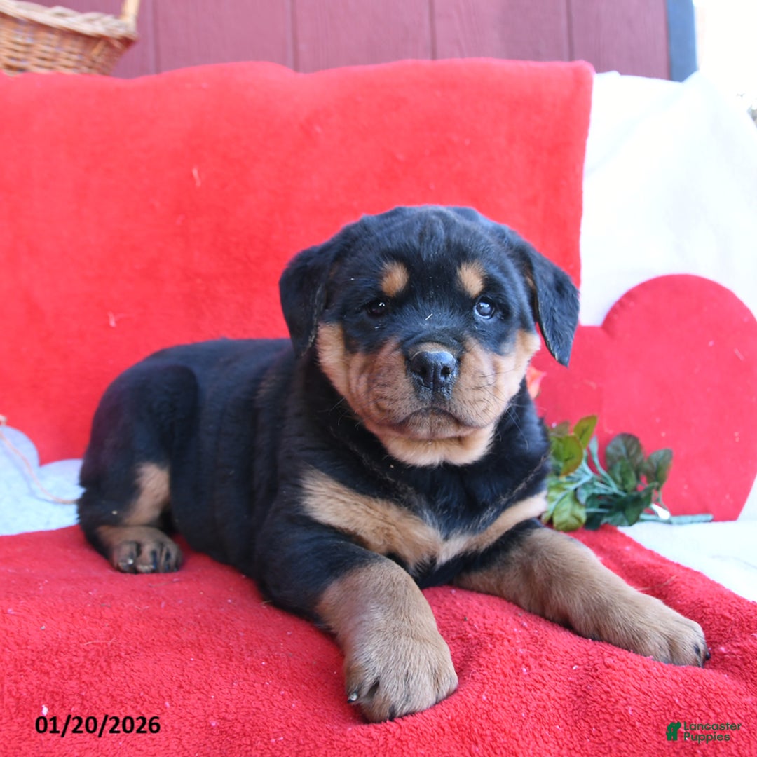 Rottweiler dogs for sale: Roxy - Ad 1