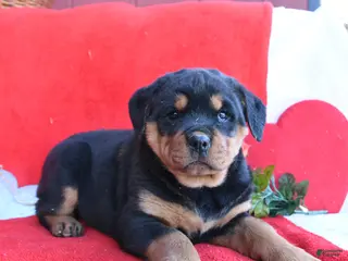 Rottweiler dogs Roxy - Ad 28