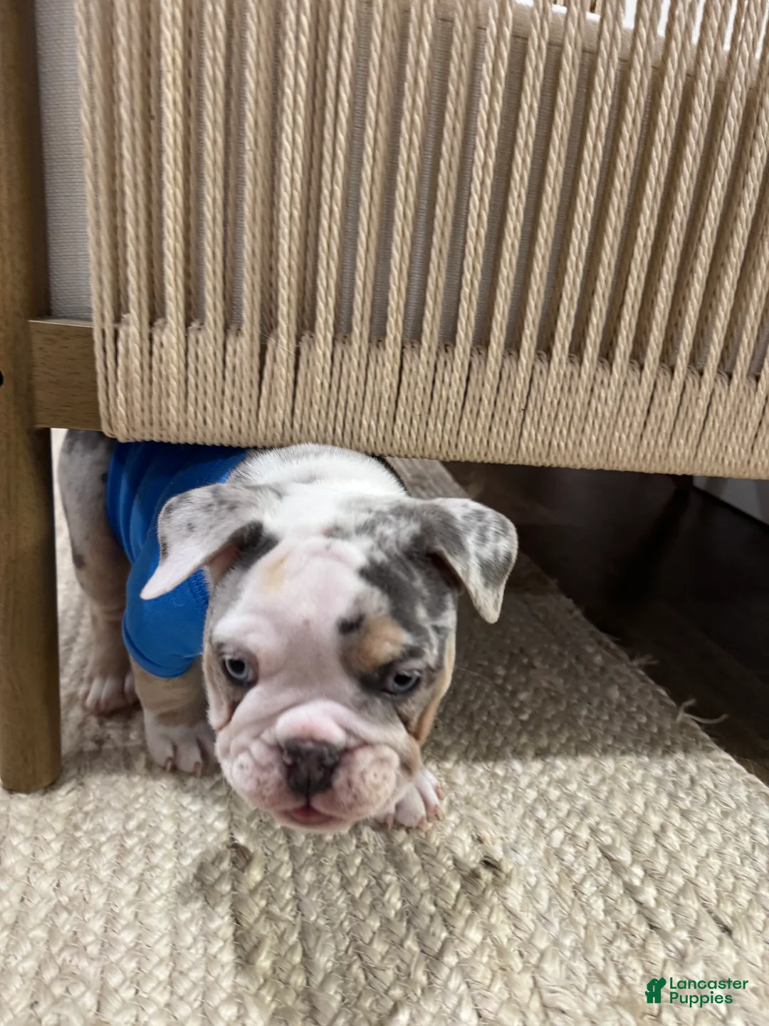 English Bulldog dogs for sale: Tri-merle English Bulldog Puppy vet noted heart murmur - Ad 2