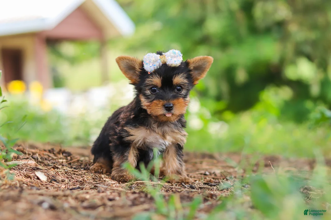 Yorkshire Terrier dogs for sale: Fiona - Ad 2