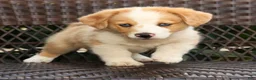 Welsh Corgi Pembroke dogs for sale: Boone - Ad 5