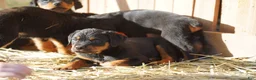 Rottweiler dogs for sale: Rottweiler litter of 5 puppies - Ad 46