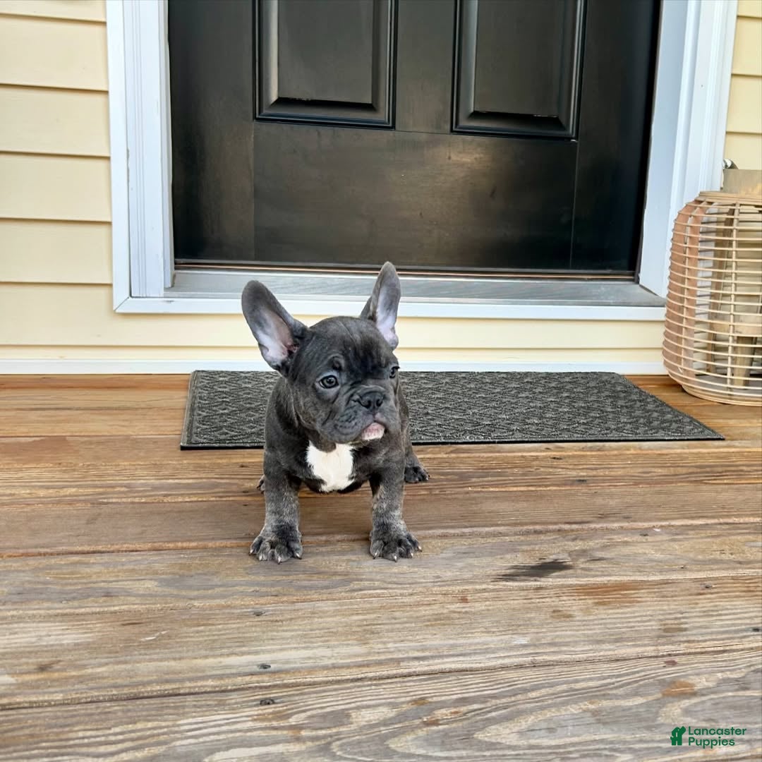 French Bulldog dogs French Bulldog Puppy 2 - Ad 32