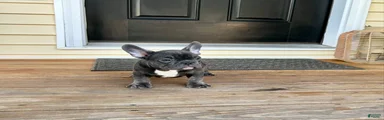 French Bulldog Puppy 2