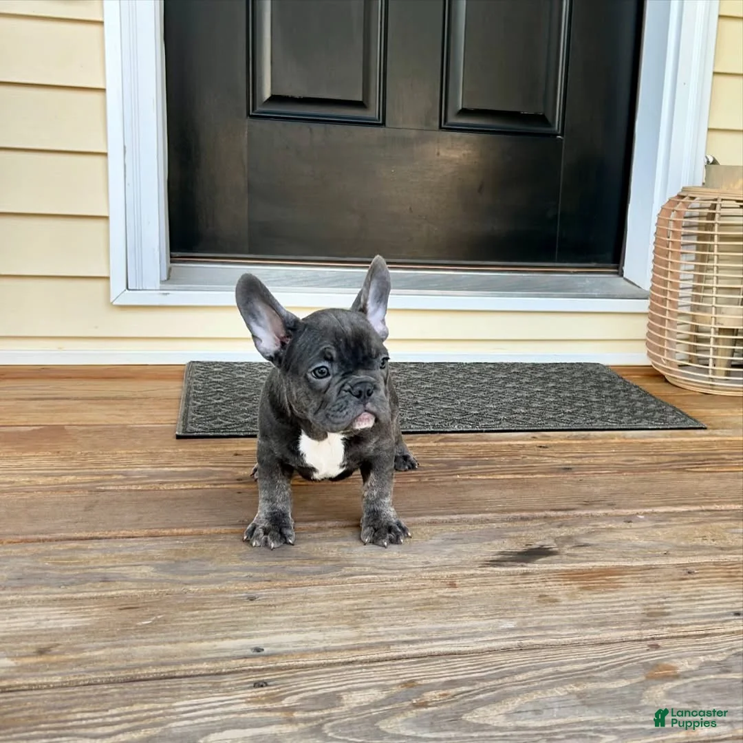 French Bulldog dogs for sale: French Bulldog Puppy 2 - Ad 1