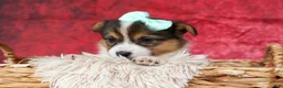Welsh Corgi Pembroke dogs for sale: Amara🌸 - Ad 6