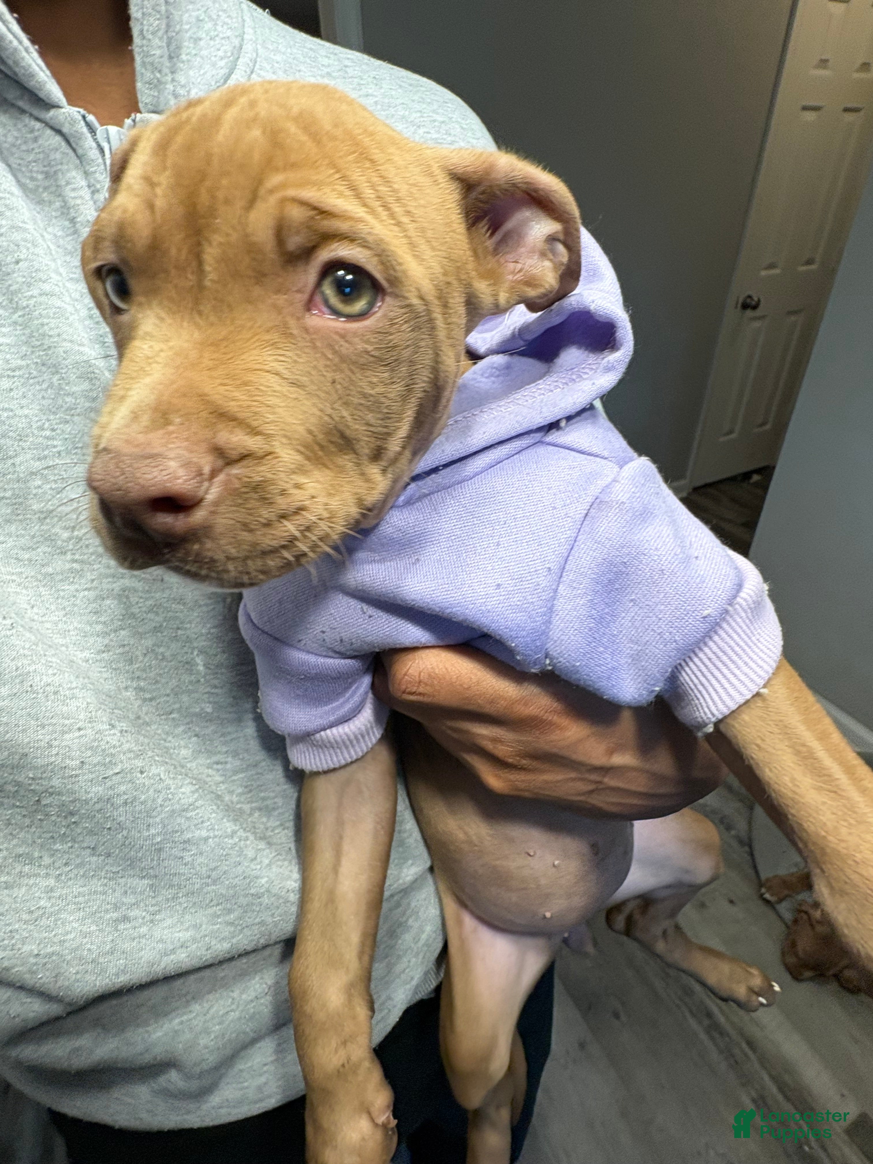 American Pit Bull Terrier dogs Amber - Ad 1