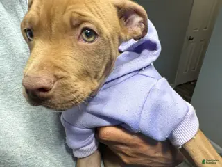 American Pit Bull Terrier dogs Amber - Ad 13