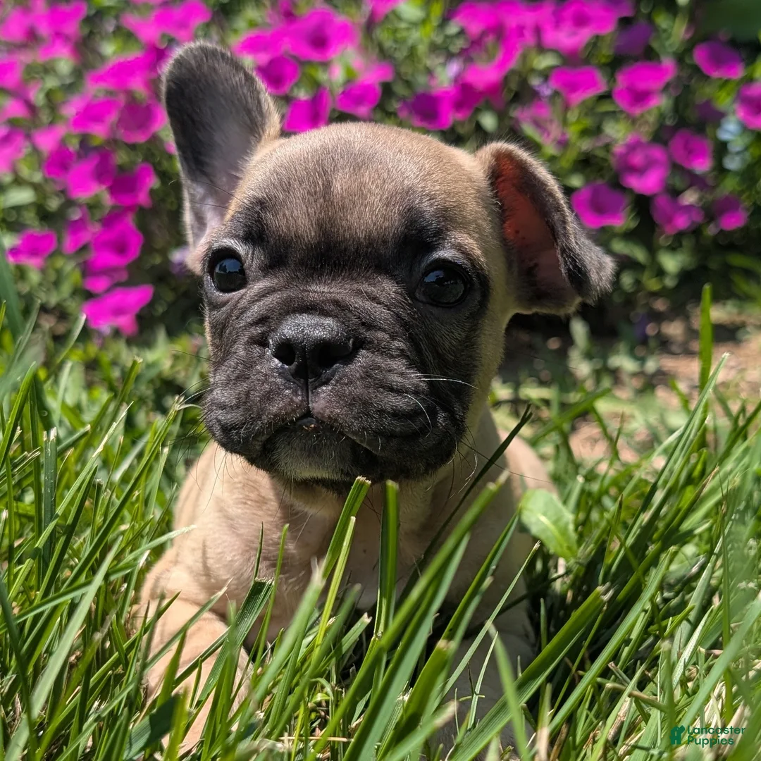 French Bulldog dogs for sale: French Bread - Ad 1