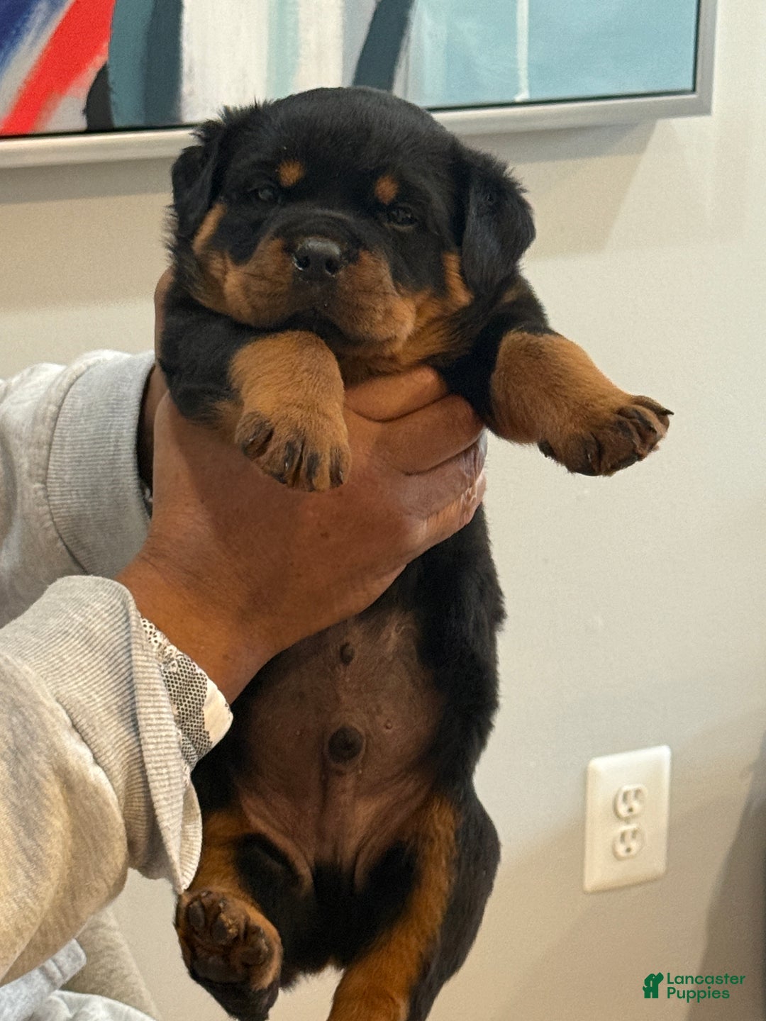 Rottweiler dogs for sale: Rottweiler Puppy 2 - Ad 1