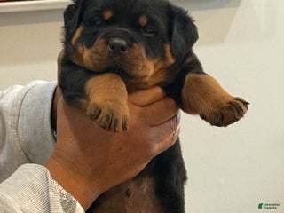 Rottweiler dogs Rottweiler Puppy 2 - Ad 10