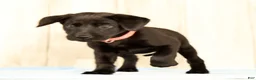 Labrador Retriever dogs for sale: Brooke - Ad 4