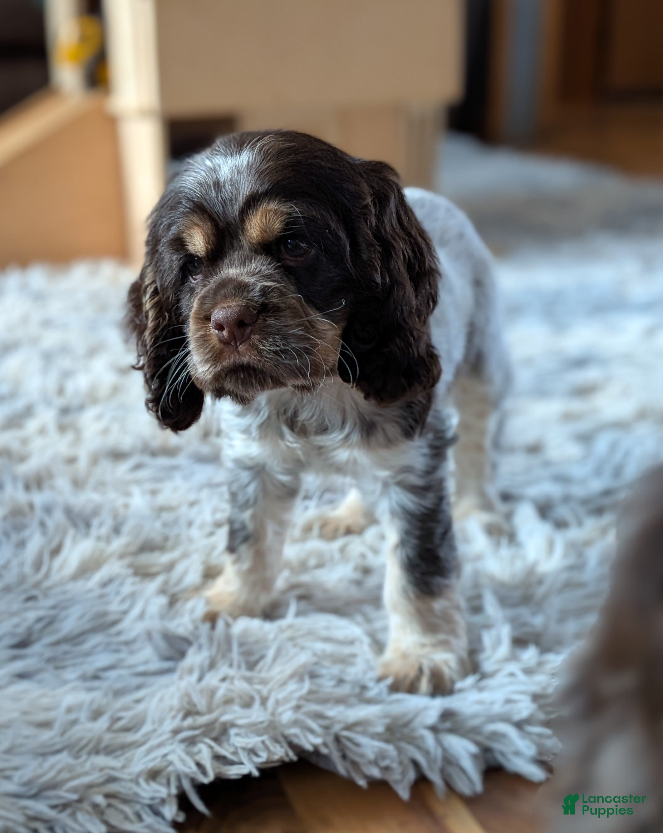 Cocker Spaniel dogs Valentina - Ad 19