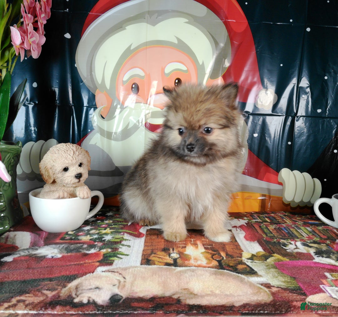 Pomeranian dogs for sale: Pomeranian Puppy 2 - Ad 1