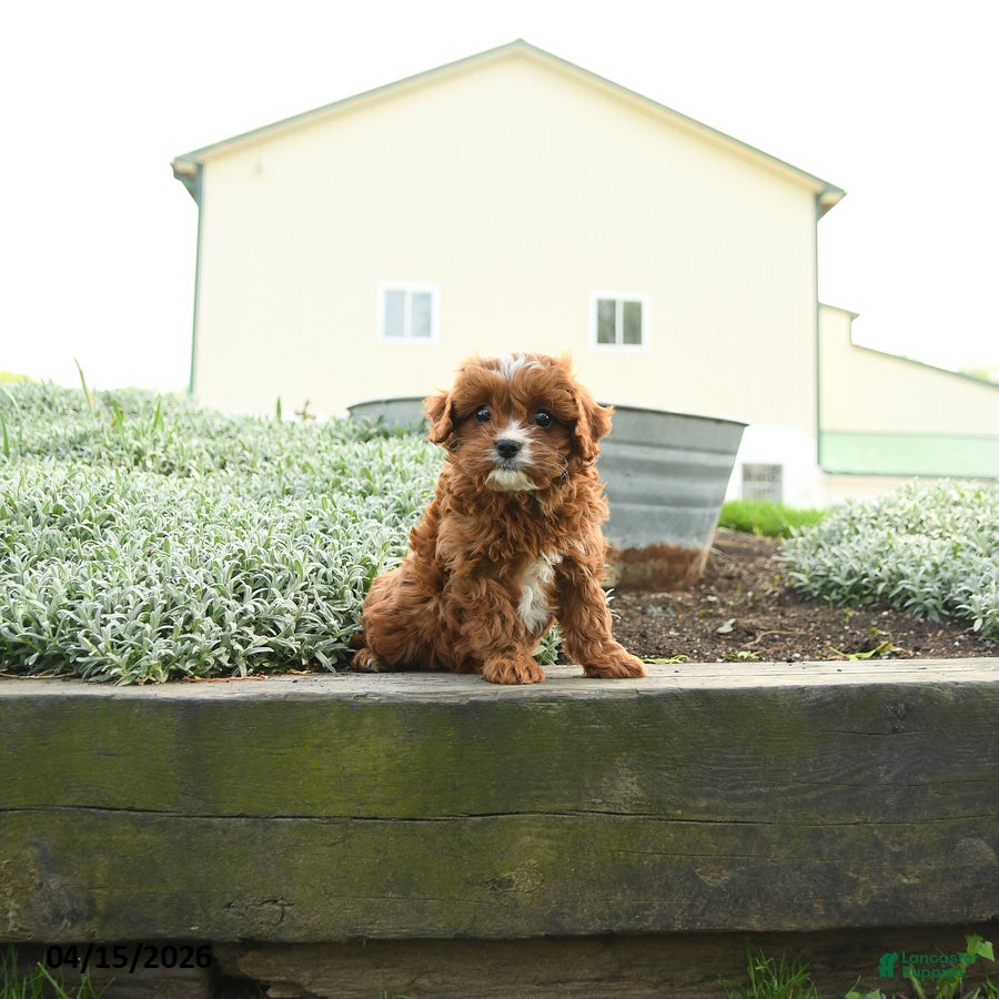 Cavapoo dogs Athena - Ad 1