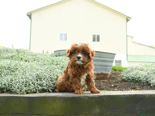 Cavapoo dogs for sale: Athena - Ad 2