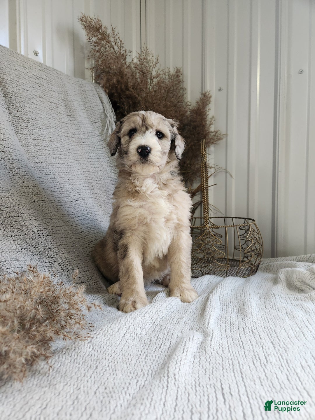 Bernedoodle dogs for sale: Lacey - Ad 1