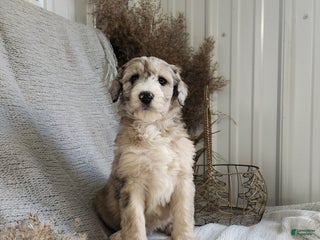 Bernedoodle dogs Lacey - Ad 37