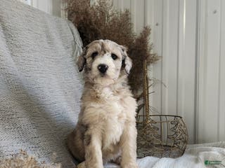Bernedoodle dogs Lacey - Ad 19