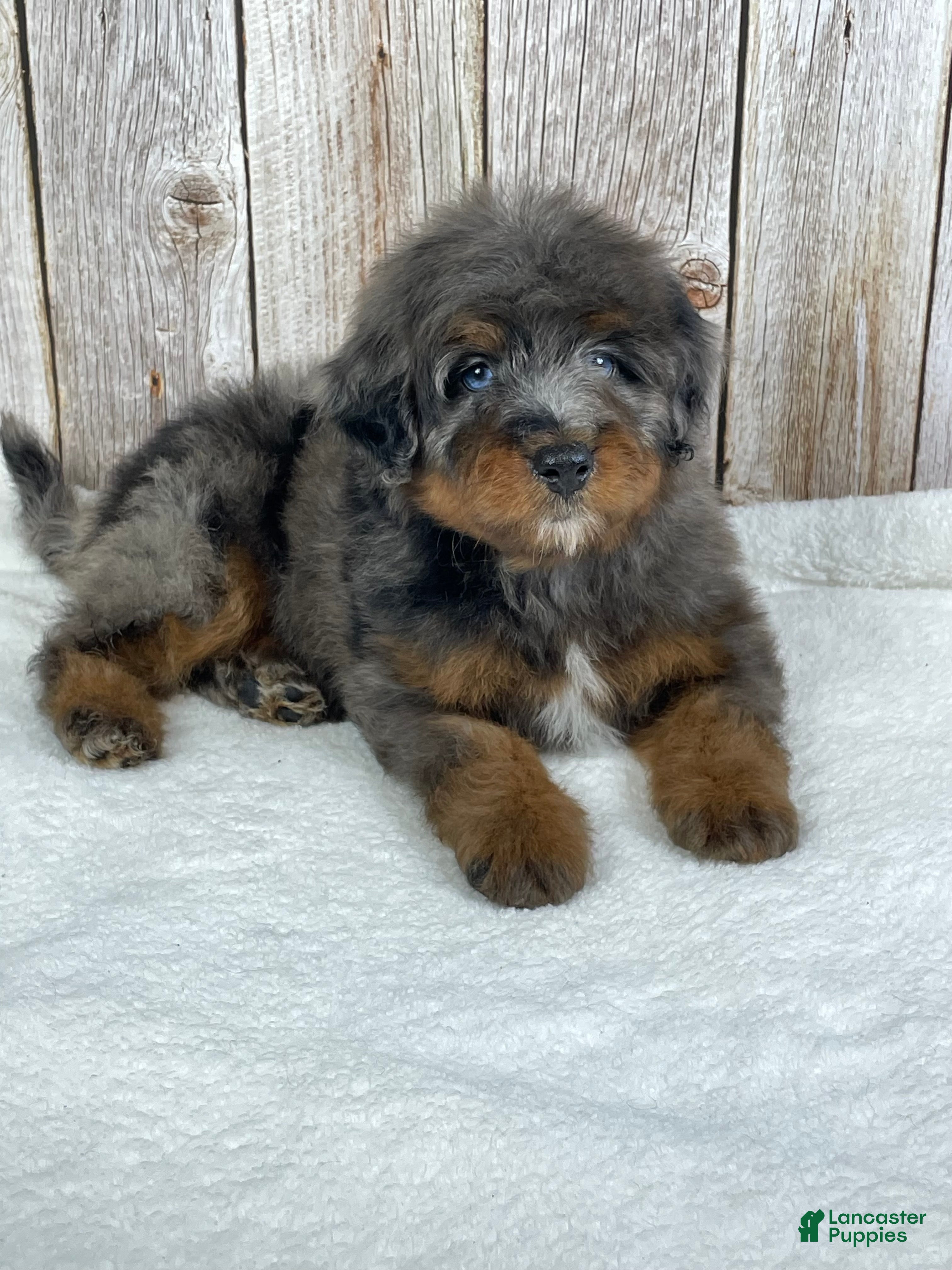 Mini Bernedoodle dogs Snickers  - Ad 2