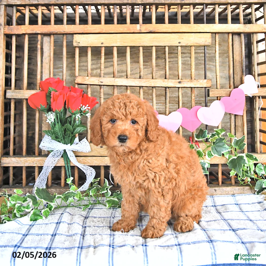 Mini Goldendoodle dogs for sale: Mercy - Ad 4