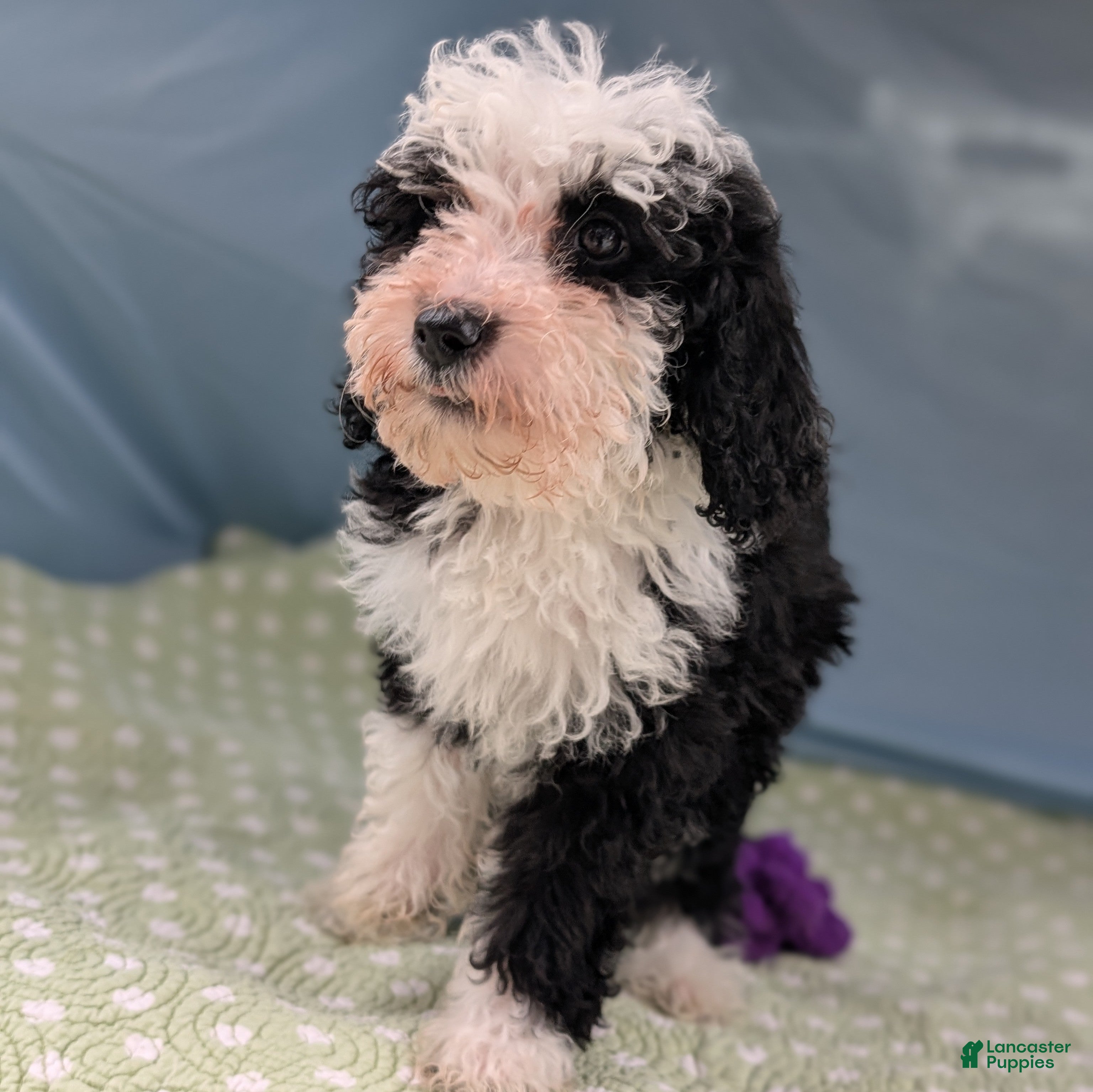 Mixed Breed dogs Paz (Peace) - Ad 21