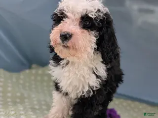 Mixed Breed dogs Paz (Peace) - Ad 10