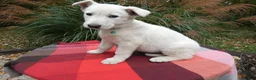 German Shepherd dogs for sale: German Shepherd 4 Brittney - Ad 5