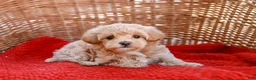 Maltipoo dogs for sale: Star - Ad 4