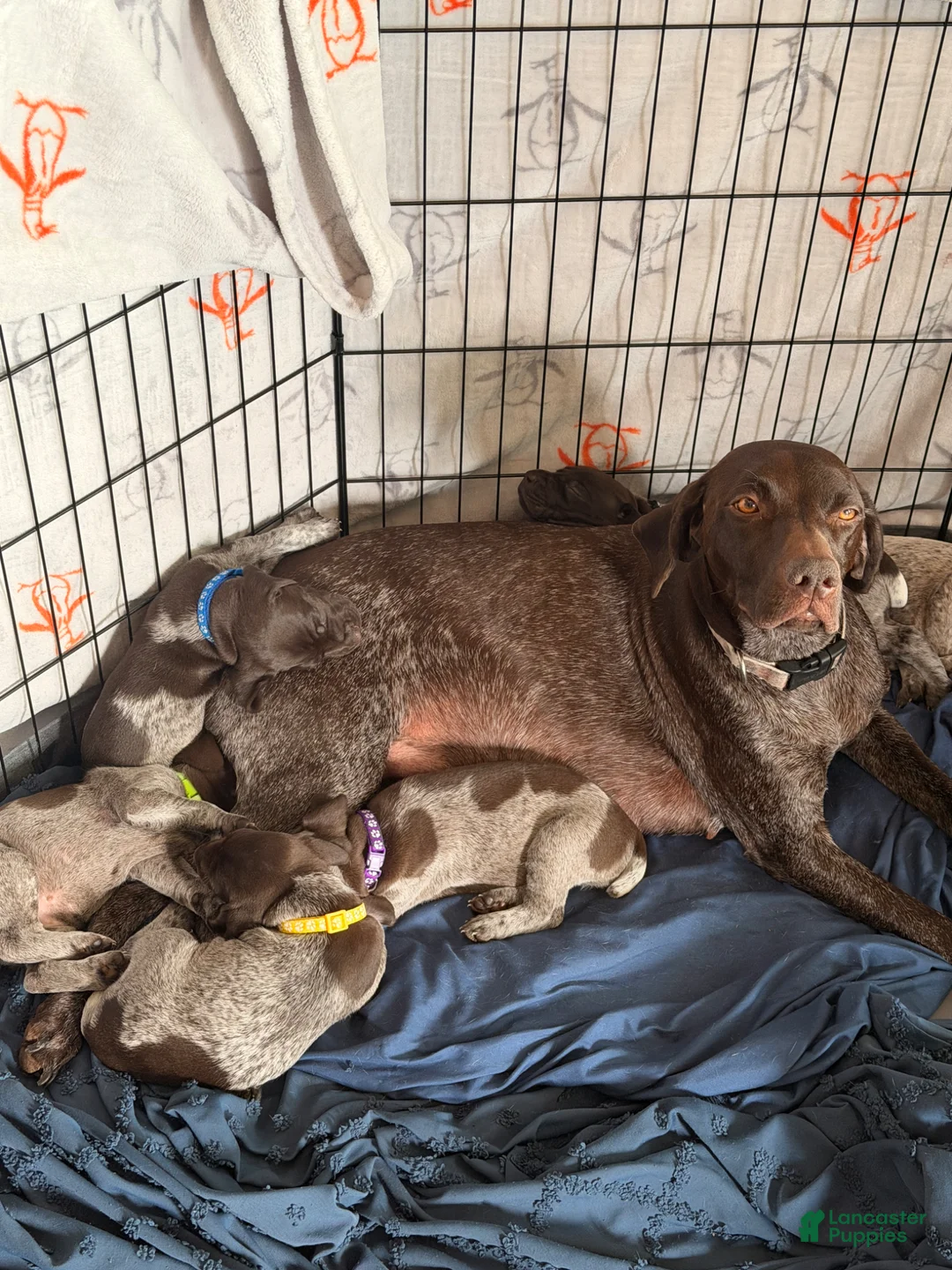 German Shorthaired Pointer dogs for sale: German Shorthaired Pointer Puppy 1 - Ad 8