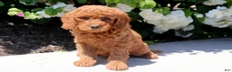 Mini Goldendoodle dogs for sale: Tank - Ad 1
