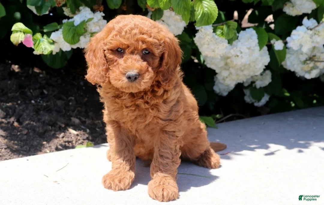 Mini Goldendoodle dogs for sale: Tank - Ad 1
