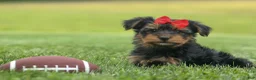 Yorkshire Terrier dogs for sale:  Benji  💛🐾 - Ad 6