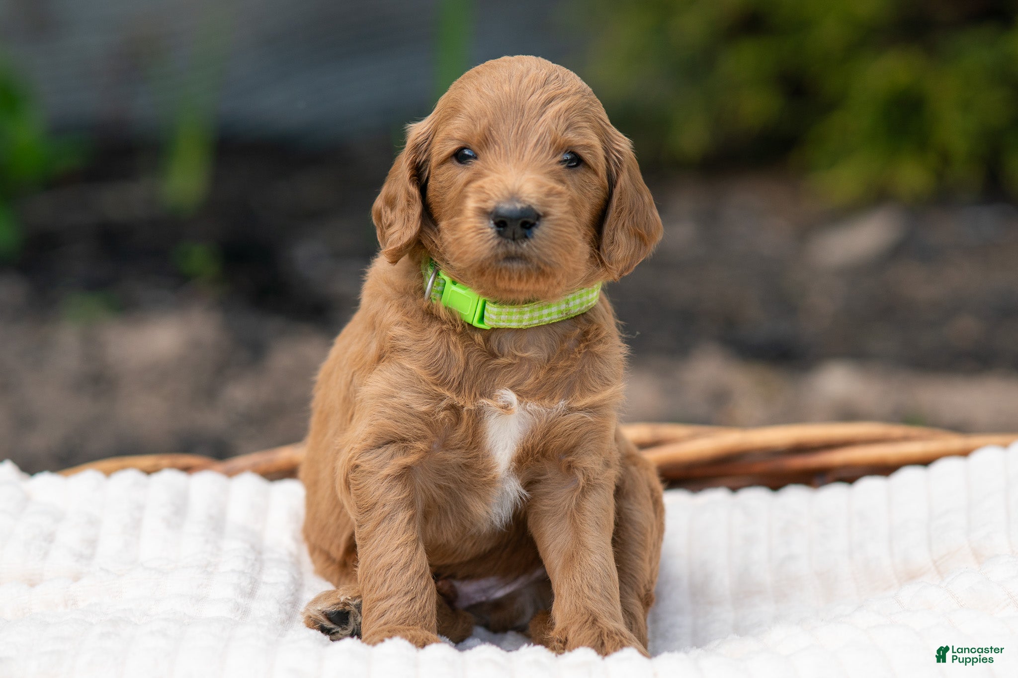 Irish Doodle dogs Light Green Collar - “Freeman” - Ad 1