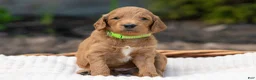 Irish Doodle dogs for sale: Light Green Collar - “Freeman” - Ad 3