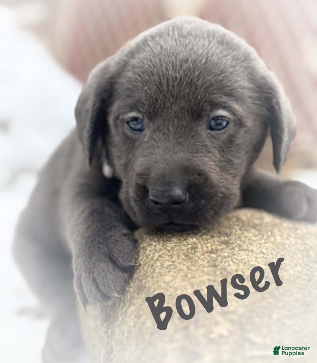 Labrador Retriever dogs for sale: Labrador Retriever Puppy 1 - Ad 1