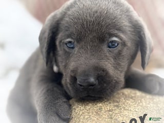 Labrador Retriever dogs Labrador Retriever Puppy 1 - Ad 22