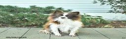 Pomeranian dogs for sale: Rocket  - Ad 6