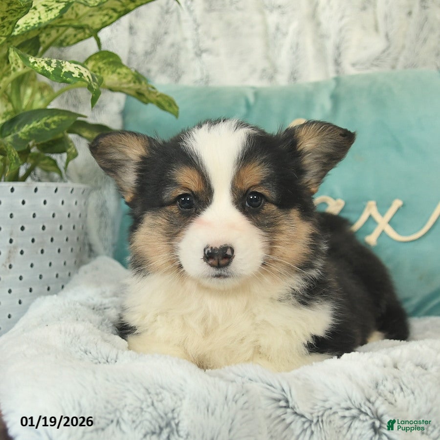 Welsh Corgi Pembroke dogs Hawk  - Ad 2