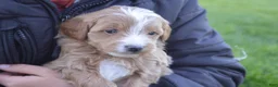 Mini Goldendoodle dogs for sale: Cooper  - Ad 6