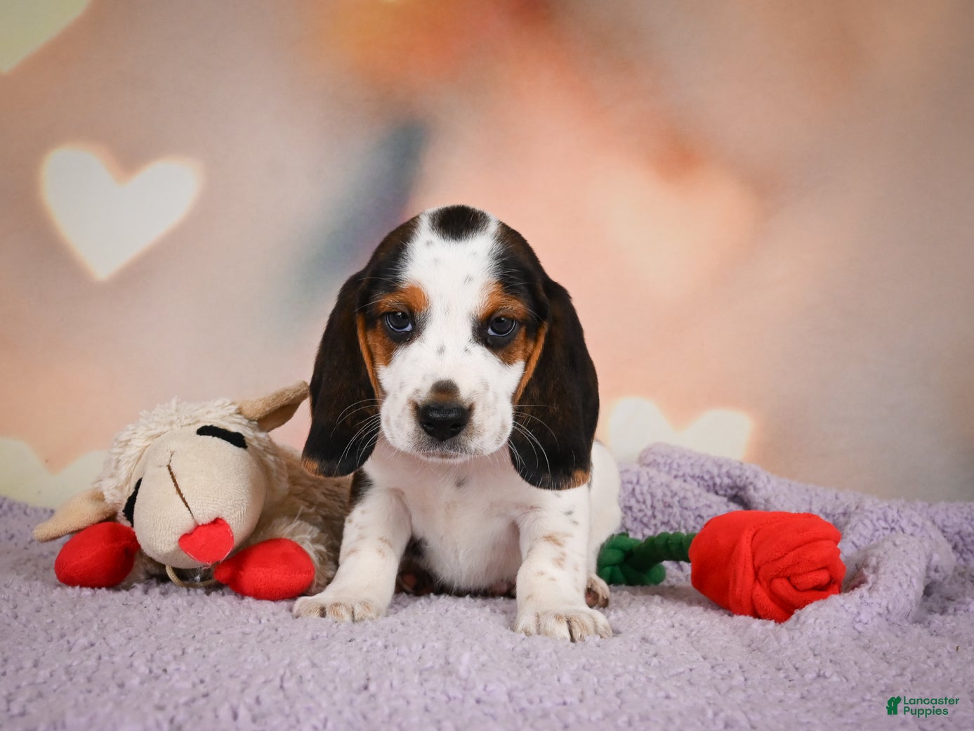 Beagle dogs OTIS - Ad 2