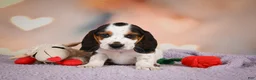 Beagle dogs for sale: OTIS - Ad 2