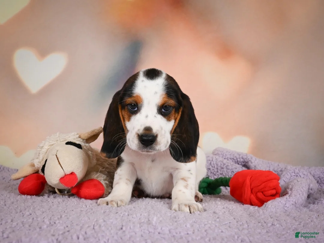 Beagle dogs for sale: OTIS - Ad 2