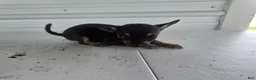 Chihuahua dogs for sale: Maverick  - Ad 3