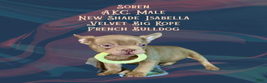 ✨ Meet Soren ✨AKC French Bulldog • 14 Weeks • New Shade Isabella •Visual Big Rope