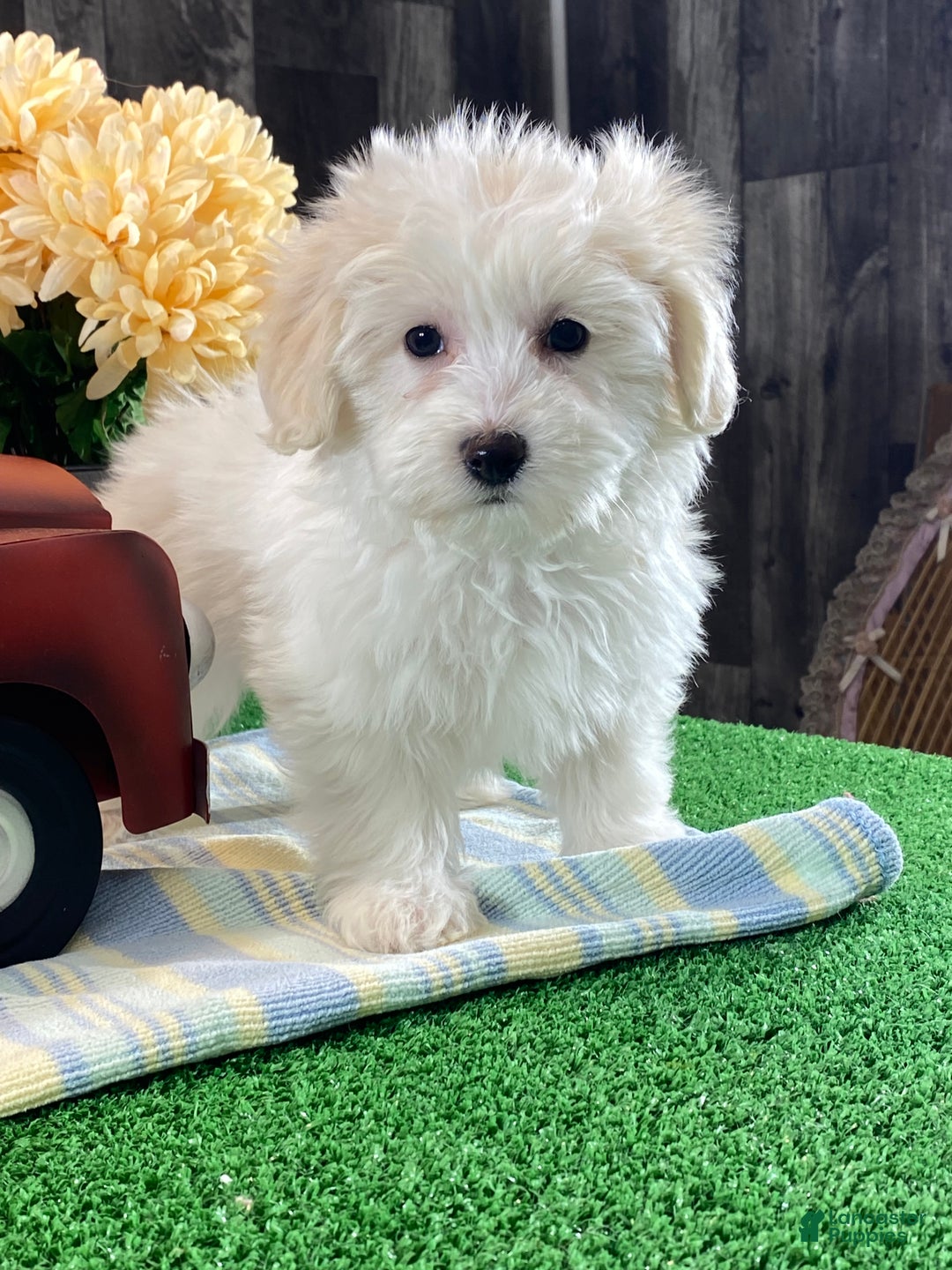 Mixed Breed dogs for sale: Ava - Ad 6