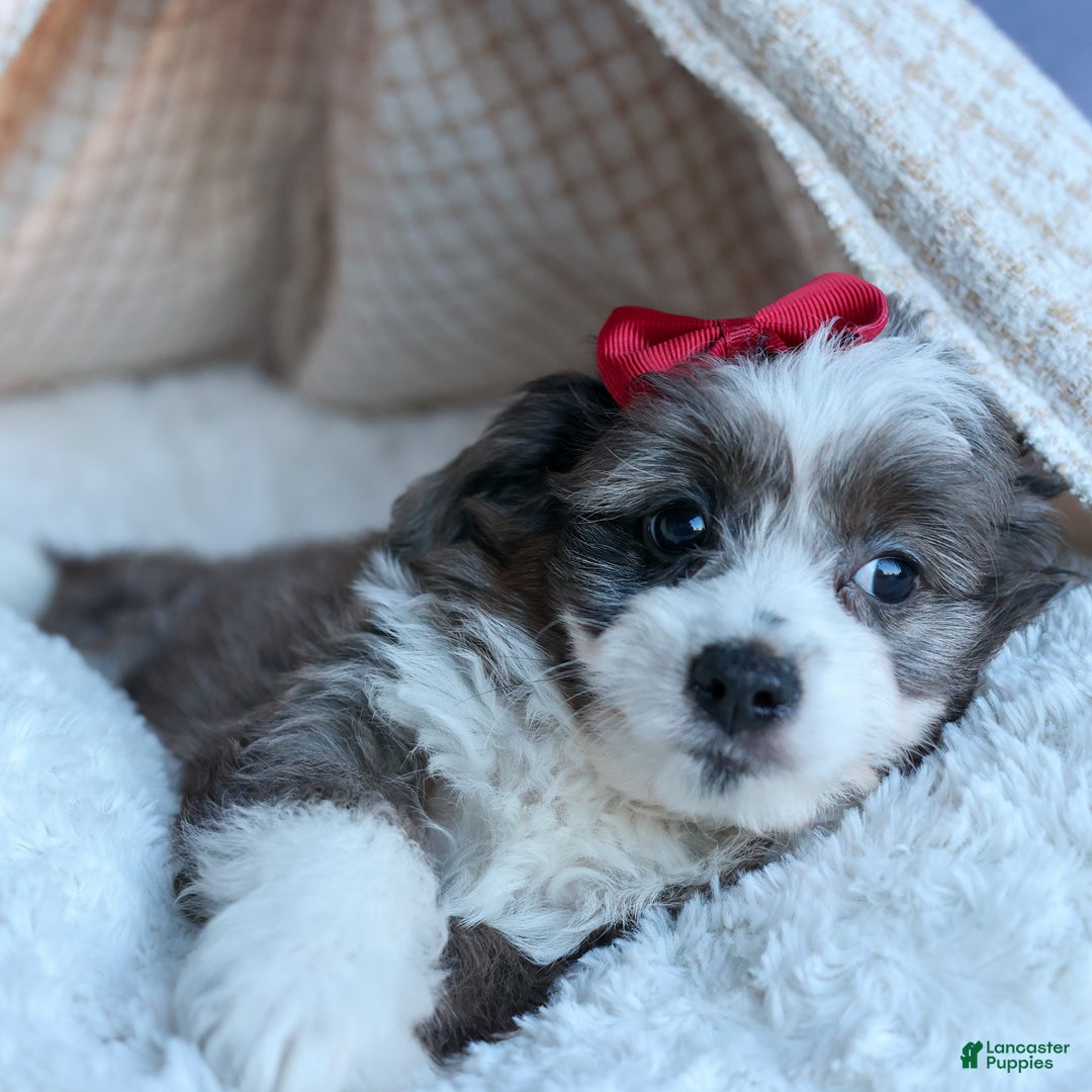 Mini Aussiedoodle dogs for sale: LEON - Ad 6