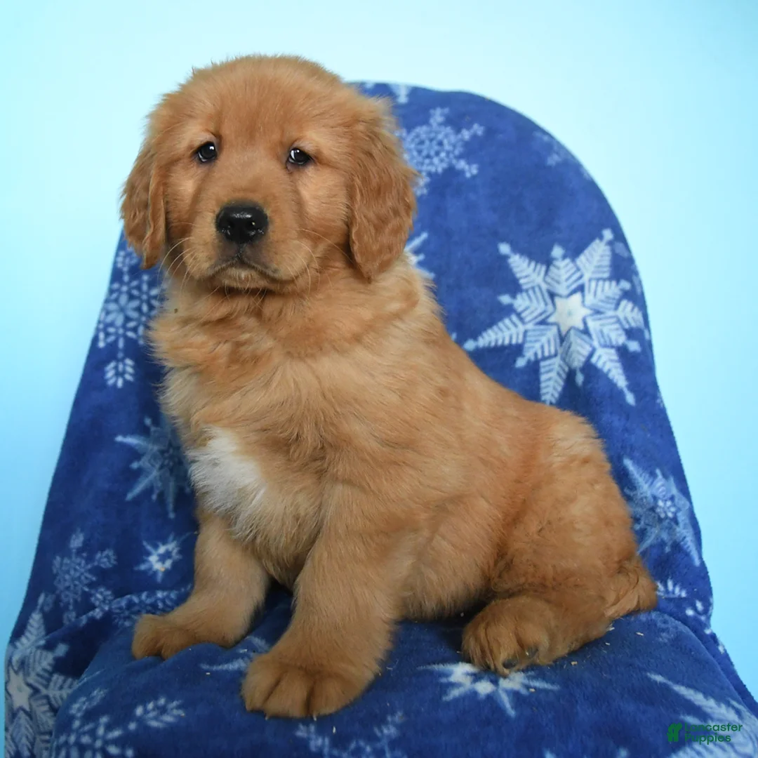 Golden Retriever dogs for sale: Winslow - Ad 2